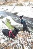 Two black and white border collies wearing harnesses standing on snow-dusted rocks by a flowing creek with sparse leaf-covered ground and bare trees in the background